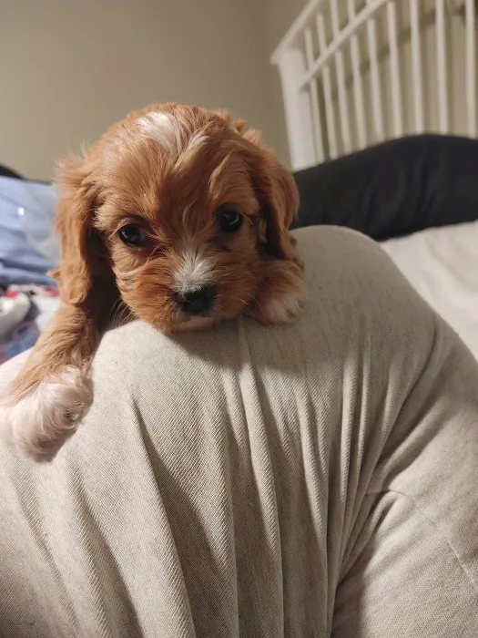 Swiss Village Furry Pals Picture 7