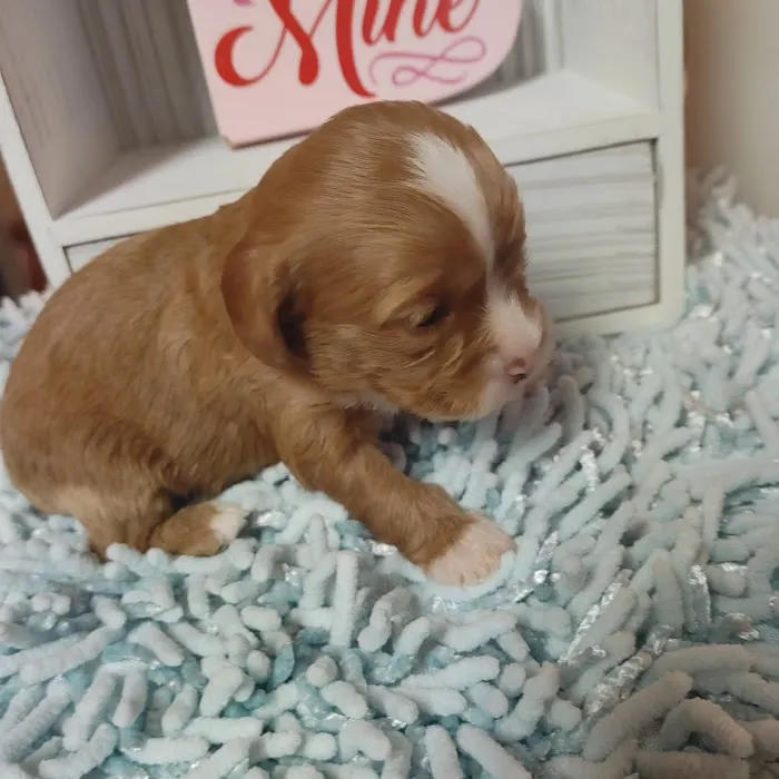 Swiss Village Furry Pals Picture 6