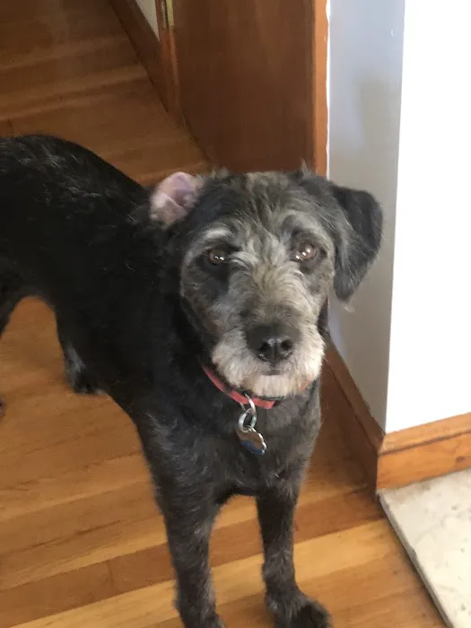 Swiss Village Furry Pals Picture 2