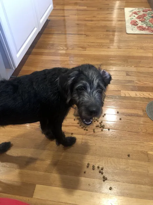 Swiss Village Furry Pals Picture 3