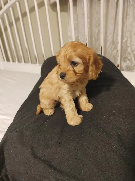 Swiss Village Furry Pals Picture 8