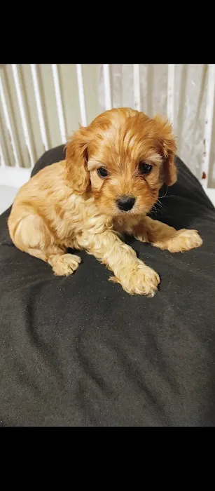 Swiss Village Furry Pals Picture 10