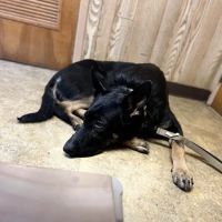 Ringwood Animal Hospital ico