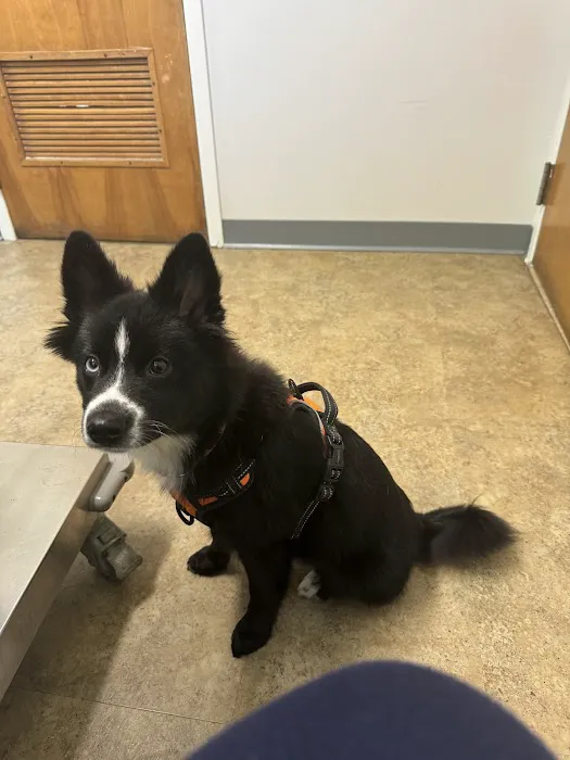 Ringwood Animal Hospital Picture 8