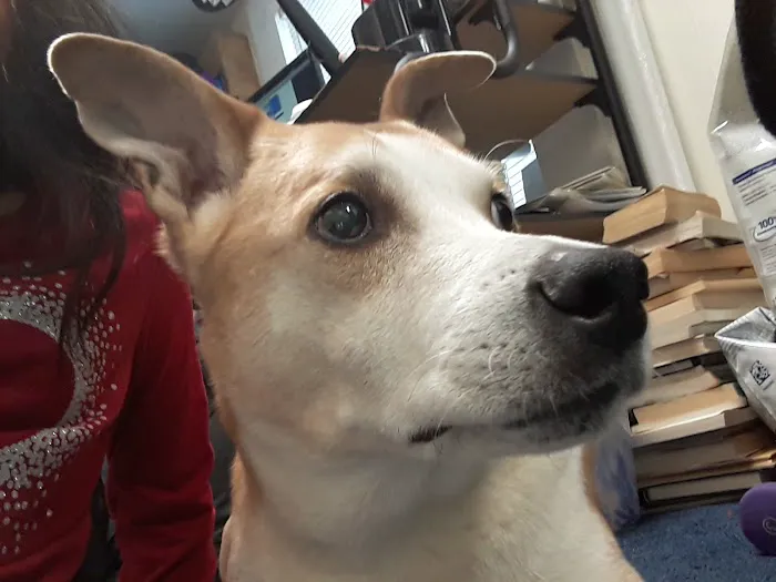 Ringwood Animal Hospital Picture 9