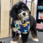 Juju’s Buff & Fluff Pawtique