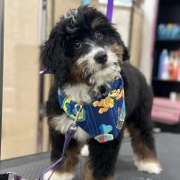 Juju’s Buff & Fluff Pawtique ico