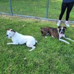 Pequannock Animal Hospital