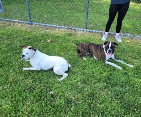 Pequannock Animal Hospital