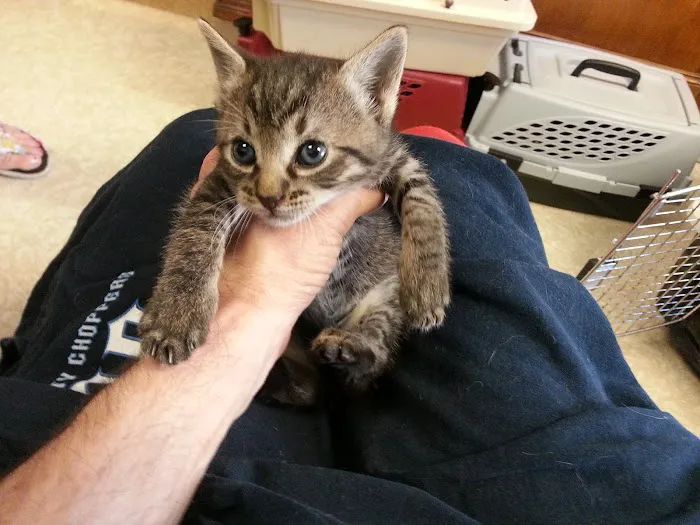 Cameron Animal Hospital Picture 3