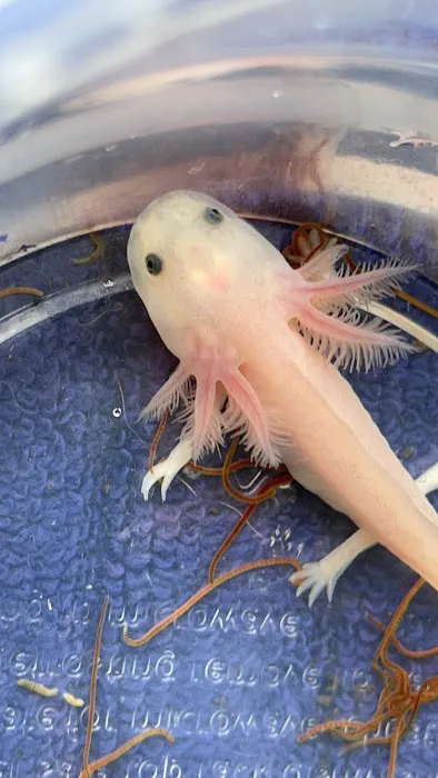 Happy axolotls Picture 6