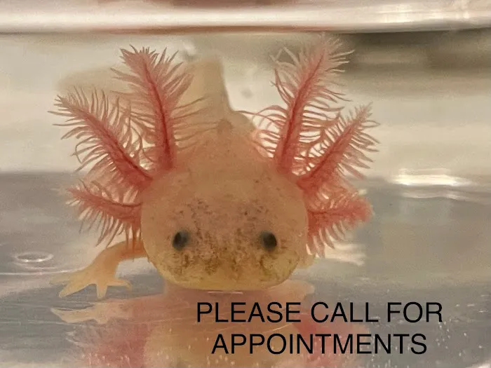 Happy axolotls Picture 3