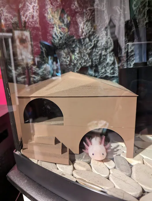 Happy axolotls Picture 1