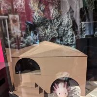 Happy axolotls ico