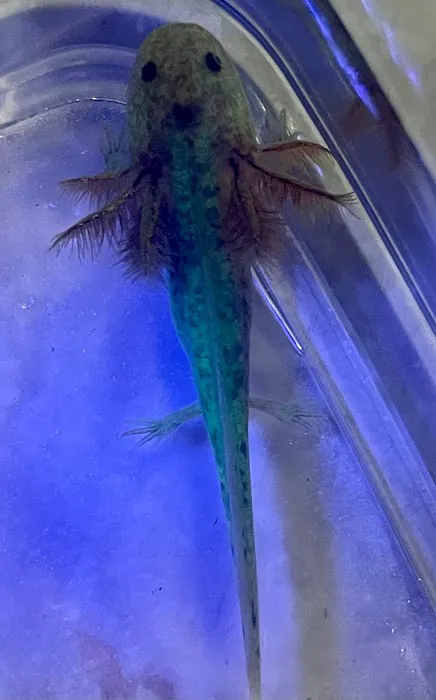 Happy axolotls Picture 2