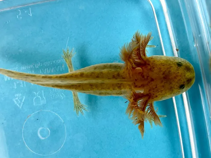 Happy axolotls Picture 4