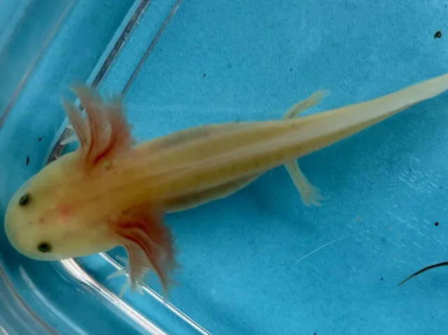 Happy axolotls Picture 9