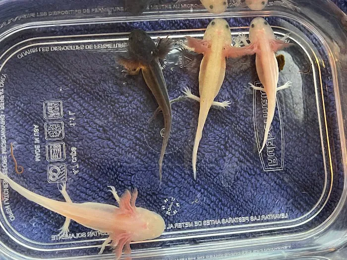 Happy axolotls Picture 5