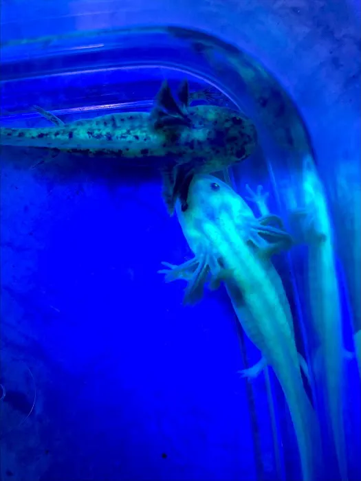 Happy axolotls Picture 7