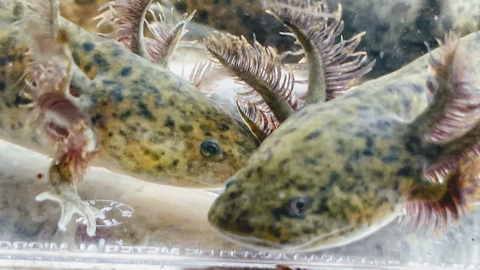 Happy axolotls Picture 10