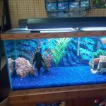 Critter Corner