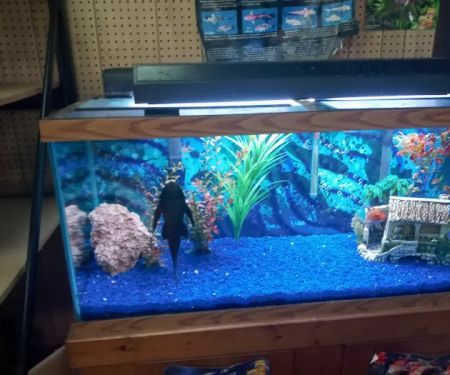 Critter Corner