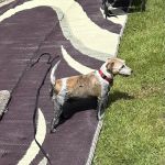 K-9's For Compassion