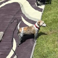 K-9's For Compassion ico