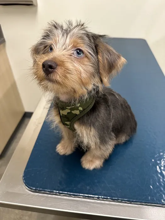 Vetco Total Care Animal Hospital Picture 8