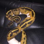 Big Sal's Feeder Farm & Reptile Supply