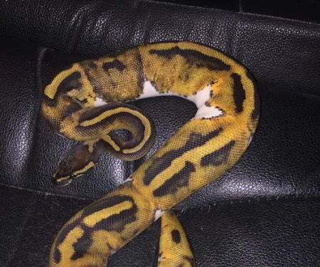 Big Sal's Feeder Farm & Reptile Supply