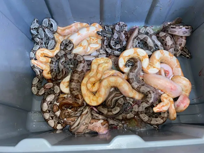 Big Sal's Feeder Farm & Reptile Supply Picture 4