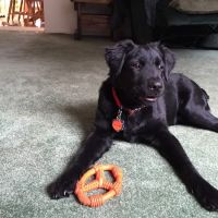 VCA Little Falls Animal Hospital ico