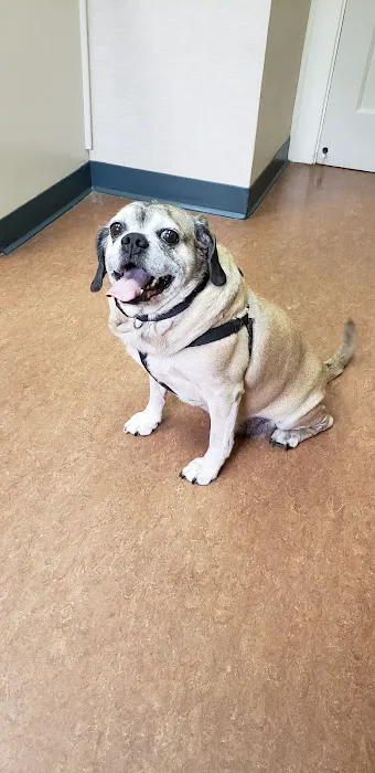 Marsh Hospital For Animals Picture 5