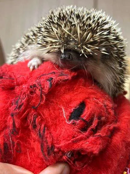 Furr-Ever Friendz Picture 4