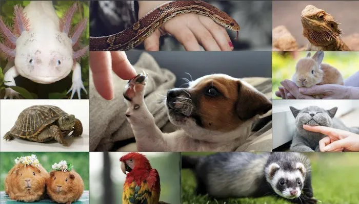 Furr-Ever Friendz Picture 1