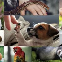 Furr-Ever Friendz ico