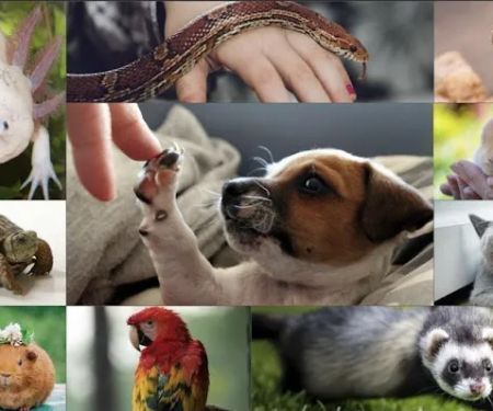 Furr-Ever Friendz