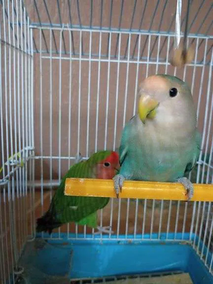 Furr-Ever Friendz Picture 8