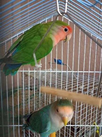 Furr-Ever Friendz Picture 7