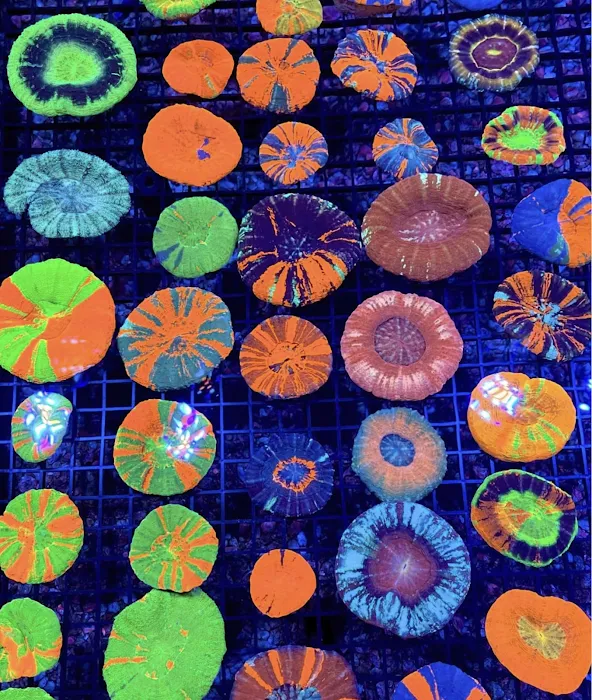 Corals.com Picture 1