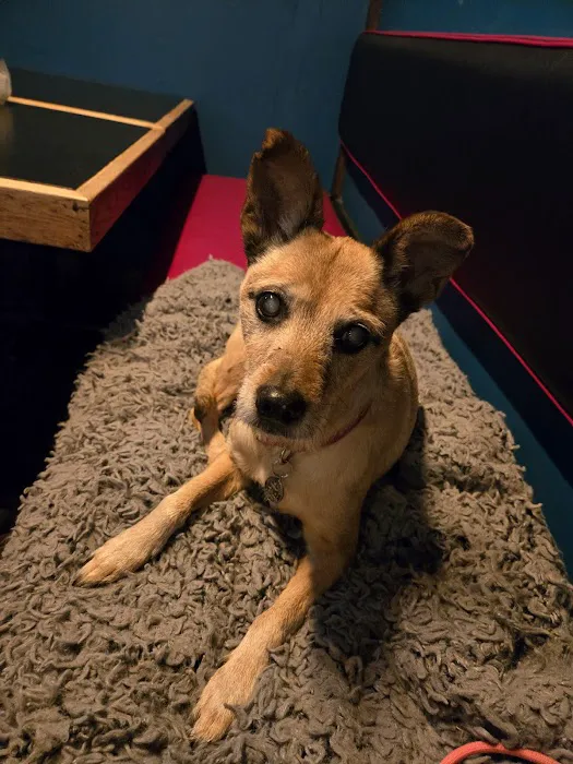 Delta Veterinary Hospital - Animal Emergency Picture 1