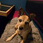 Delta Veterinary Hospital - Animal Emergency