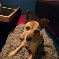 Delta Veterinary Hospital - Animal Emergency ico