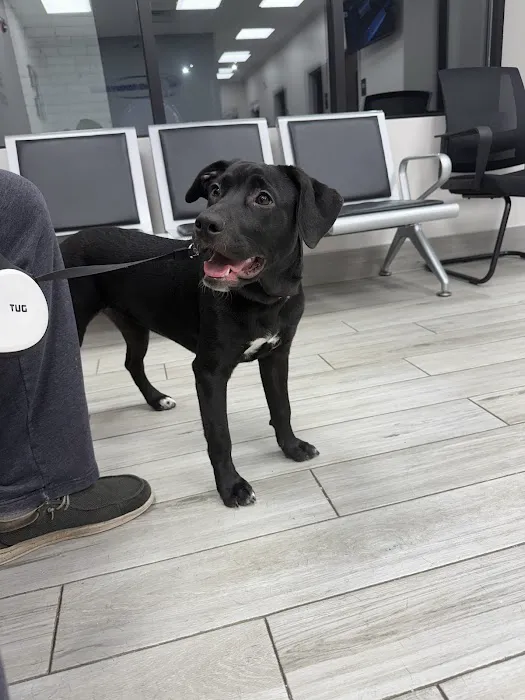 Delta Veterinary Hospital - Animal Emergency Picture 2