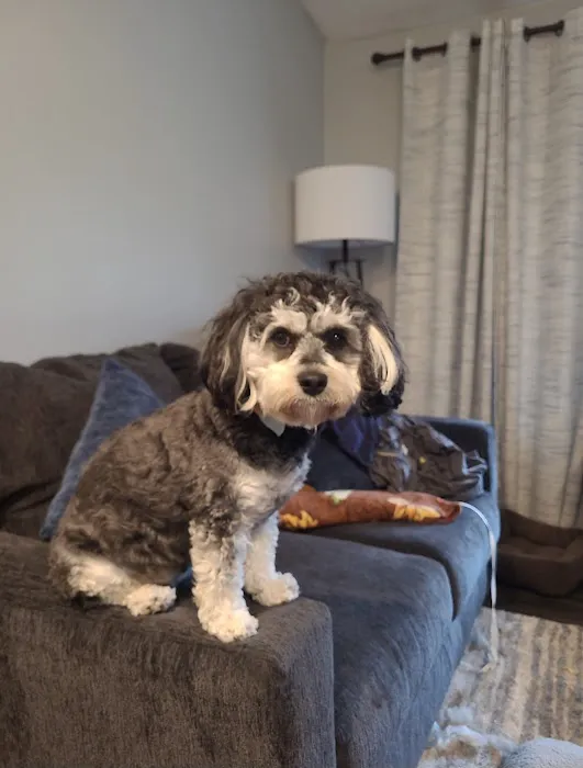 Ohio State puppies Picture 3