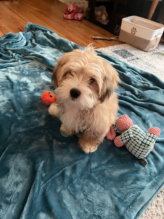 Ohio State puppies Picture 4