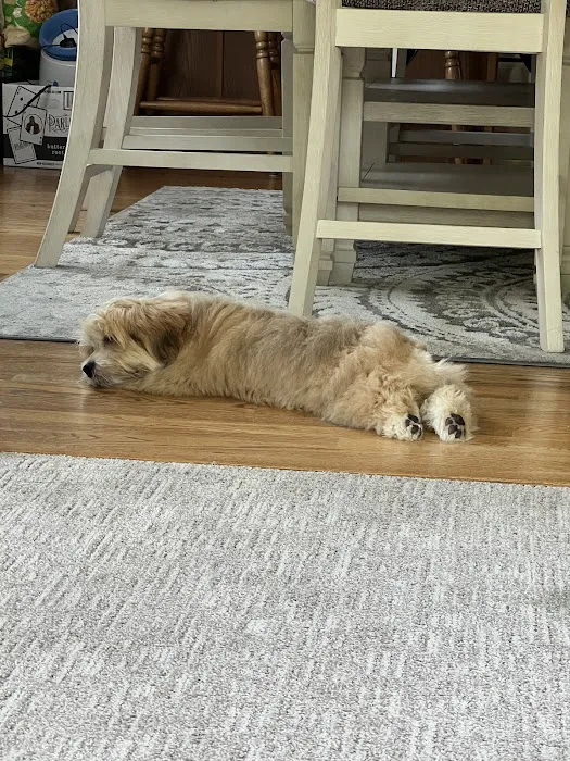 Ohio State puppies Picture 2