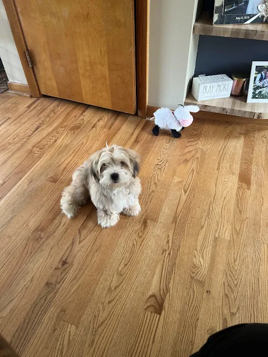 Ohio State puppies Picture 1