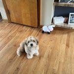 Ohio State puppies